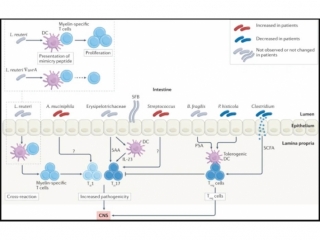 腸道共生菌可以調節自身反應性 T 細胞和中樞神經系統炎症