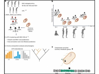 百歲老人微生物組中細菌和病毒的串聯分析